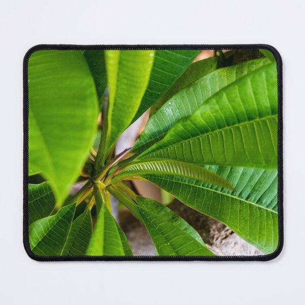Item preview, Green Plumeria Leaves Close-Up: Tropical Foliage Texture and Vibrant Botanical Detail for Nature Background designed and sold by Nmallia.