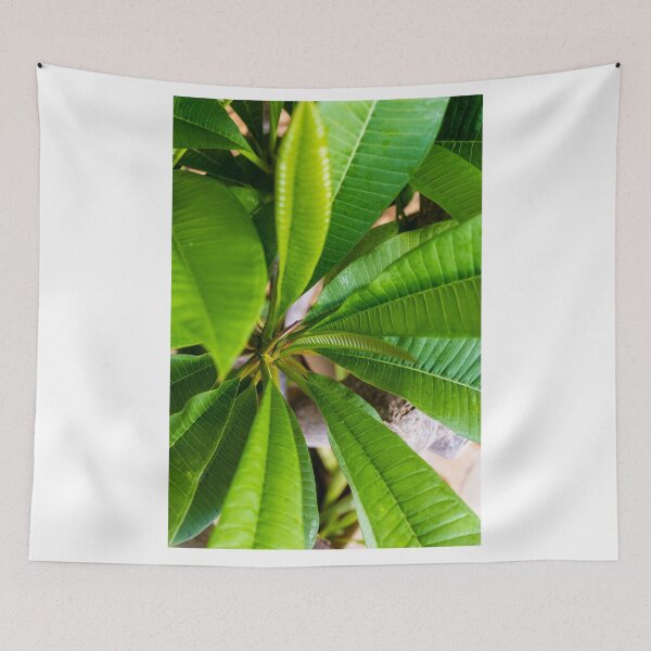 Item preview, Green Plumeria Leaves Close-Up: Tropical Foliage Texture and Vibrant Botanical Detail for Nature Background designed and sold by Nmallia.