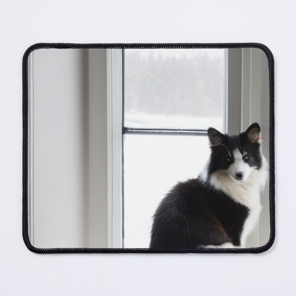Item preview, Animals - Contemplative Black and White Cat, Serenity at the Window designed and sold by World-Pets.