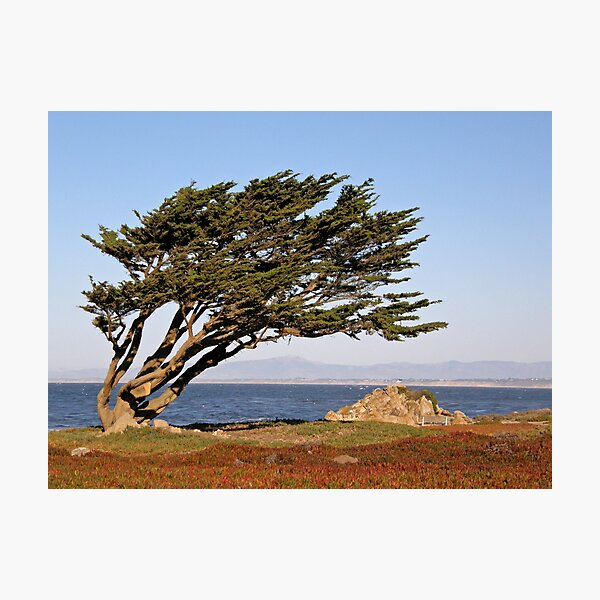 Item preview, Coastal Cypress designed and sold by Patty Lewis.