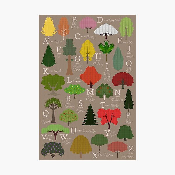 Trees Alphabet Photographic Print For Sale By Babybigfoot Redbubble