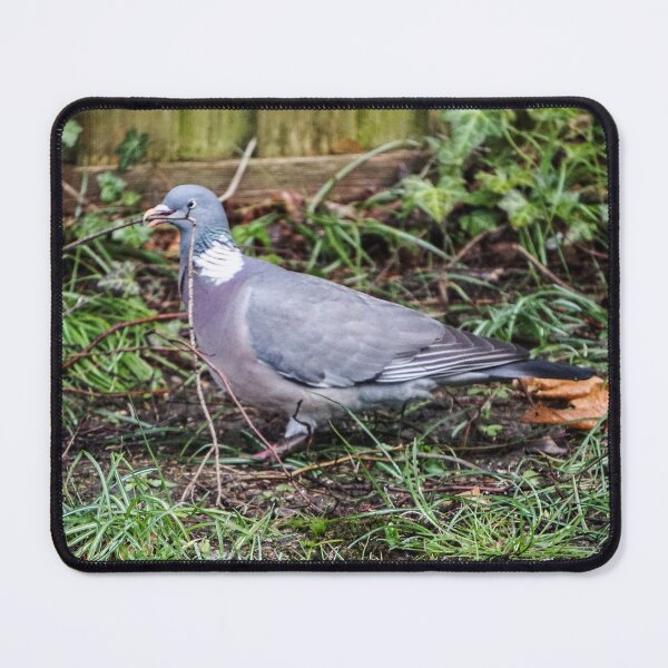 Item preview, Wood Pigeon Collecting Nest Material designed and sold by pigeonlovrs.