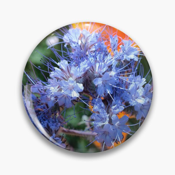 Item preview, Vibrant Purple Phacelia Flowers in Trentham Gardens designed and sold by treasacustoms.