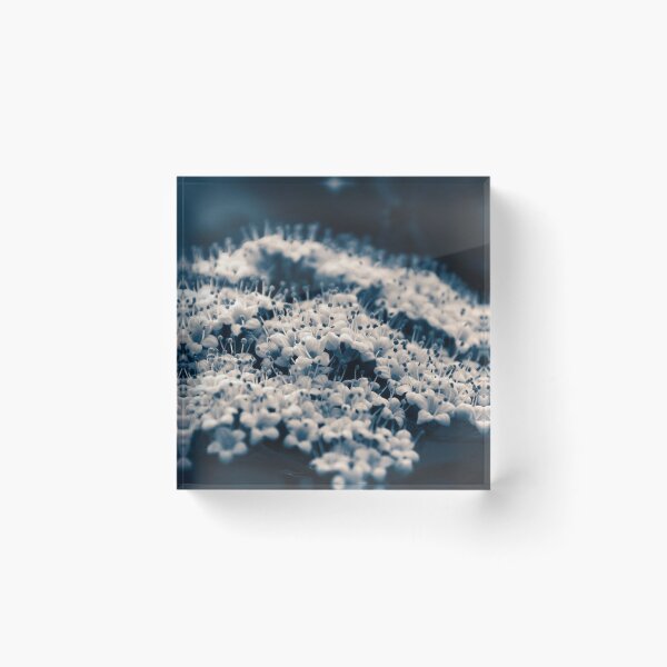 Item preview, Macro Photography of Delicate White Flowers designed and sold by sheryllcreators.