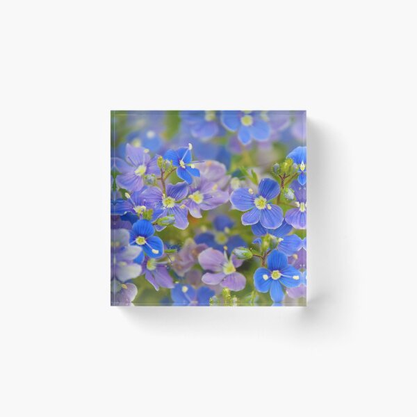 Item preview, Vibrant Blue Forget-Me-Not Flowers designed and sold by sheryllcreators.