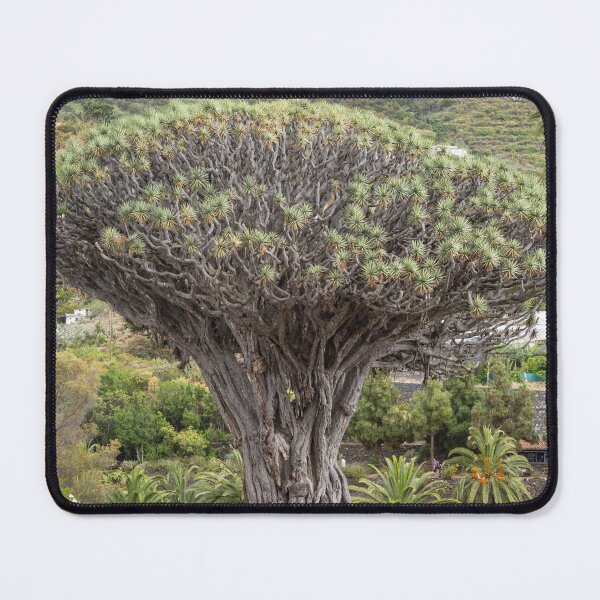 Item preview, Ancient Dragon Tree, Tenerife designed and sold by twymanphoto.
