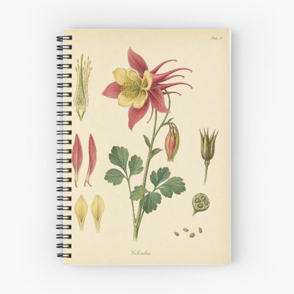 Item preview, Antique Columbine Botanical Plate Illustration designed and sold by NuvoraNest.