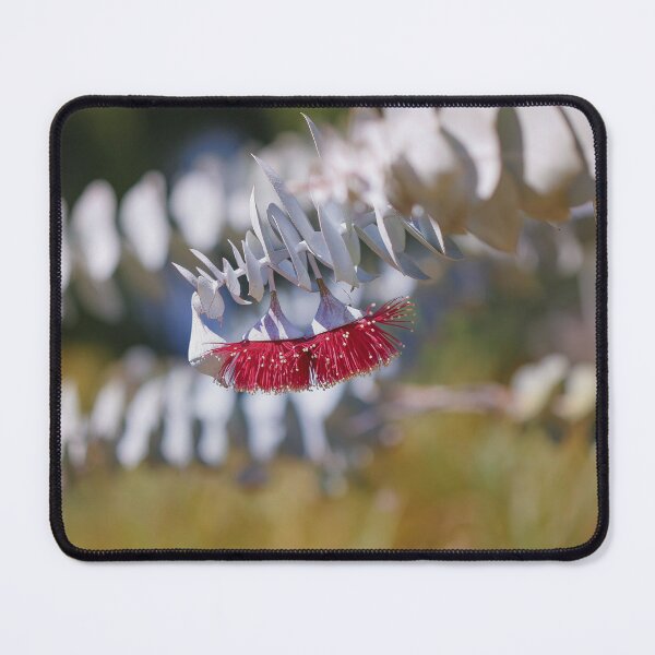 Item preview, Rose Mallee Eucalyptus Rhodantha - Rare Fine Art Botanical designed and sold by MinzMarchStudio.