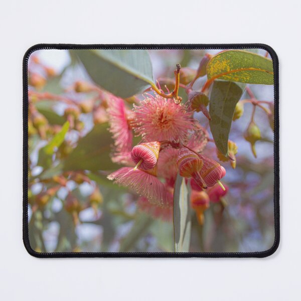 Item preview, Coral Gum Eucalyptus Torquata - Soft Pastel Native Floral designed and sold by MinzMarchStudio.