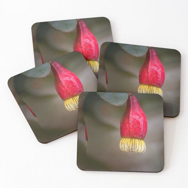 Item preview, Fuchsia Gum Eucalyptus Forrestiana - Vibrant Native Lanterns designed and sold by MinzMarchStudio.