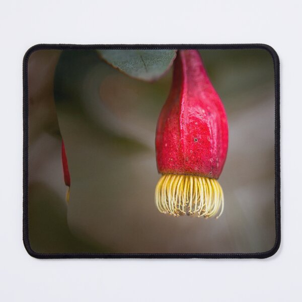 Item preview, Fuchsia Gum Eucalyptus Forrestiana - Vibrant Native Lanterns designed and sold by MinzMarchStudio.