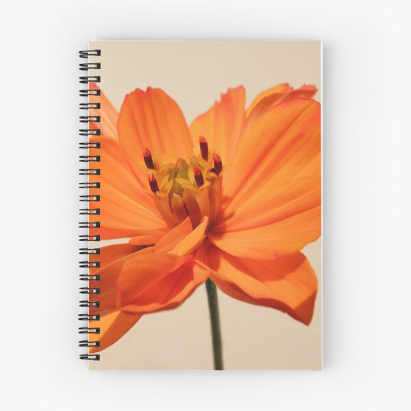 Item preview, cosmea naranja designed and sold by birgitsfotoshop.