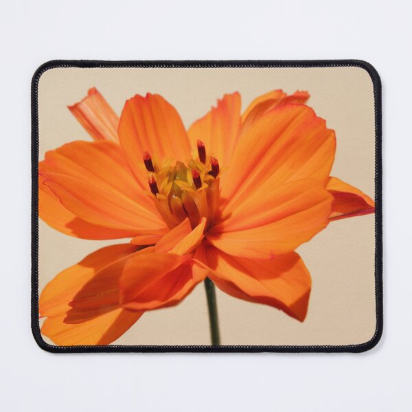 Item preview, cosmea orange designed and sold by birgitsfotoshop.