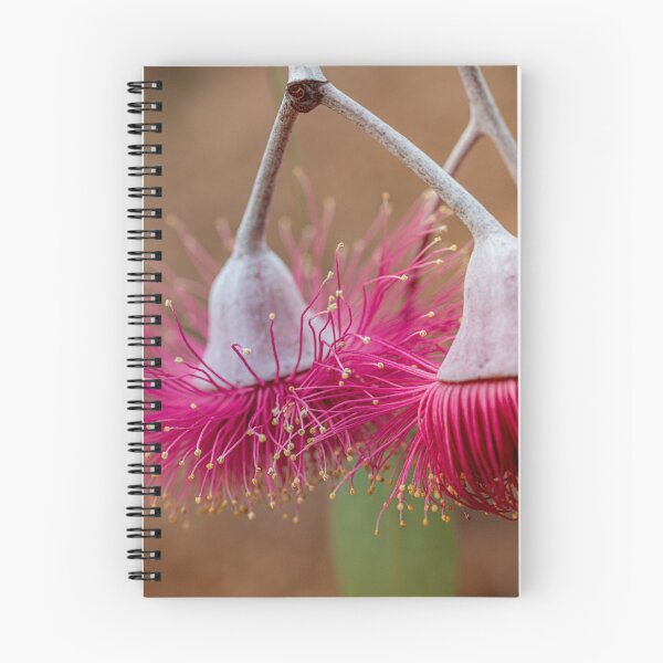 Item preview, Silver Princess Eucalyptus Caesia - Modern Native Botanical Art designed and sold by MinzMarchStudio.