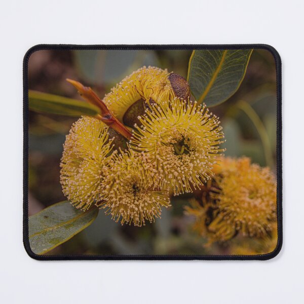 Item preview, Bell-Fruited Mallee Macro Photography – Fine Art Canvas Print designed and sold by MinzMarchStudio.