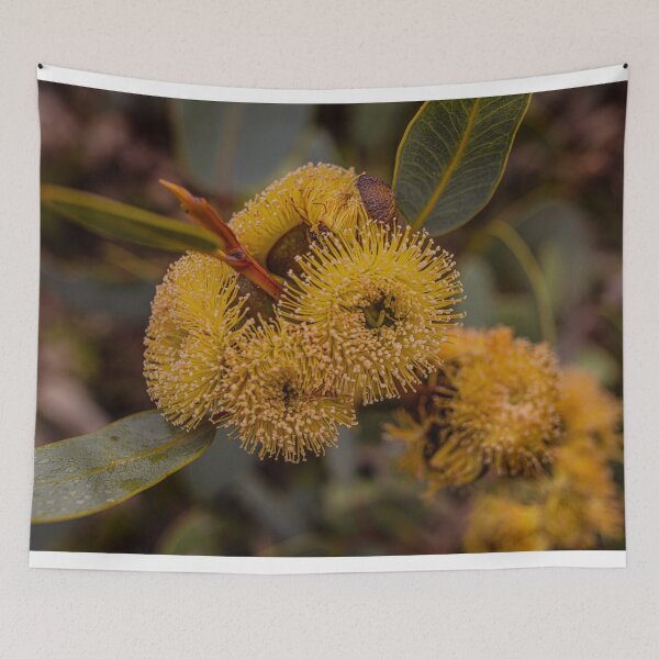 Item preview, Bell-Fruited Mallee Macro Photography – Fine Art Canvas Print designed and sold by MinzMarchStudio.