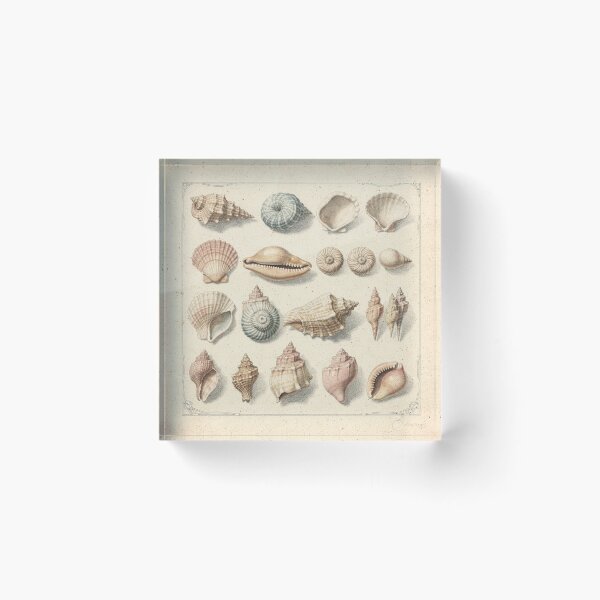 Item preview, Vintage Seashell Conchology Specimen Plate designed and sold by PictorialWhimsy.