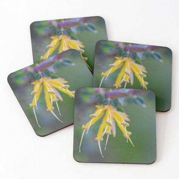 Item preview, Many-Flowered Honeysuckle I - Fine Art Native Wall Print designed and sold by MinzMarchStudio.