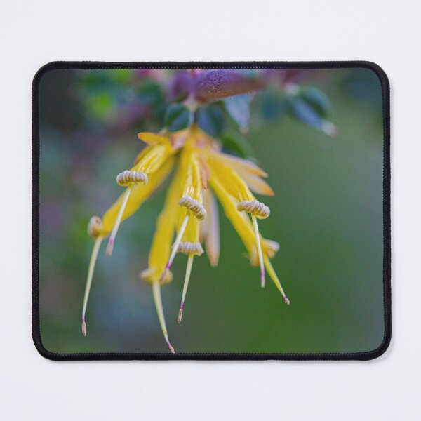 Item preview, Many-Flowered Honeysuckle I - Fine Art Native Wall Print designed and sold by MinzMarchStudio.