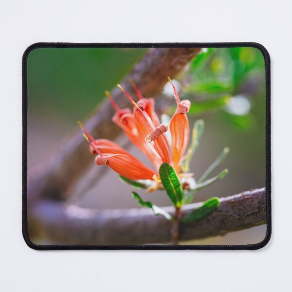 Item preview, Many-Flowered Honeysuckle Lambertia Multiflora II - Fine Art designed and sold by MinzMarchStudio.