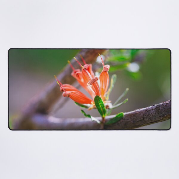 Item preview, Many-Flowered Honeysuckle Lambertia Multiflora II - Fine Art designed and sold by MinzMarchStudio.