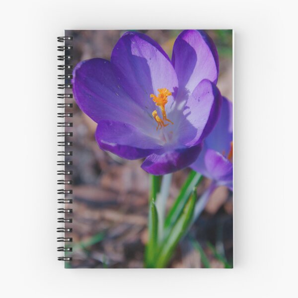 Item preview, Sunlit Pair of Purple Crocus Flowers designed and sold by ShotsbyDesiree.