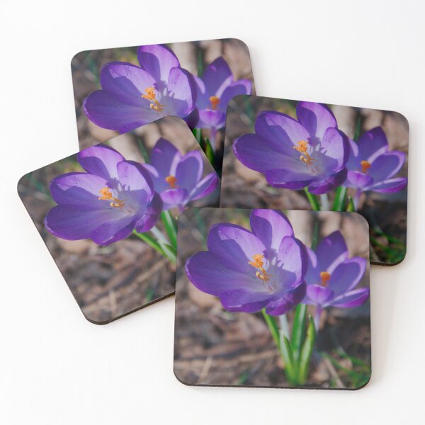 Item preview, Vibrant Purple Crocus Duo in Spring Sunlight designed and sold by ShotsbyDesiree.
