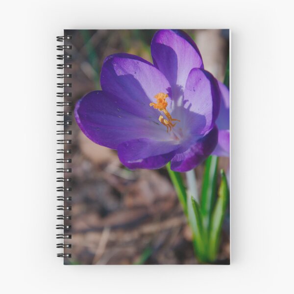 Item preview, Vibrant Purple Crocus Duo in Spring Sunlight designed and sold by ShotsbyDesiree.
