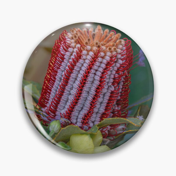 Item preview, Scarlet Banksia (Banksia Coccinea) Macro designed and sold by MinzMarchStudio.