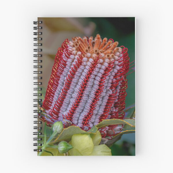 Item preview, Scarlet Banksia (Banksia Coccinea) Macro designed and sold by MinzMarchStudio.