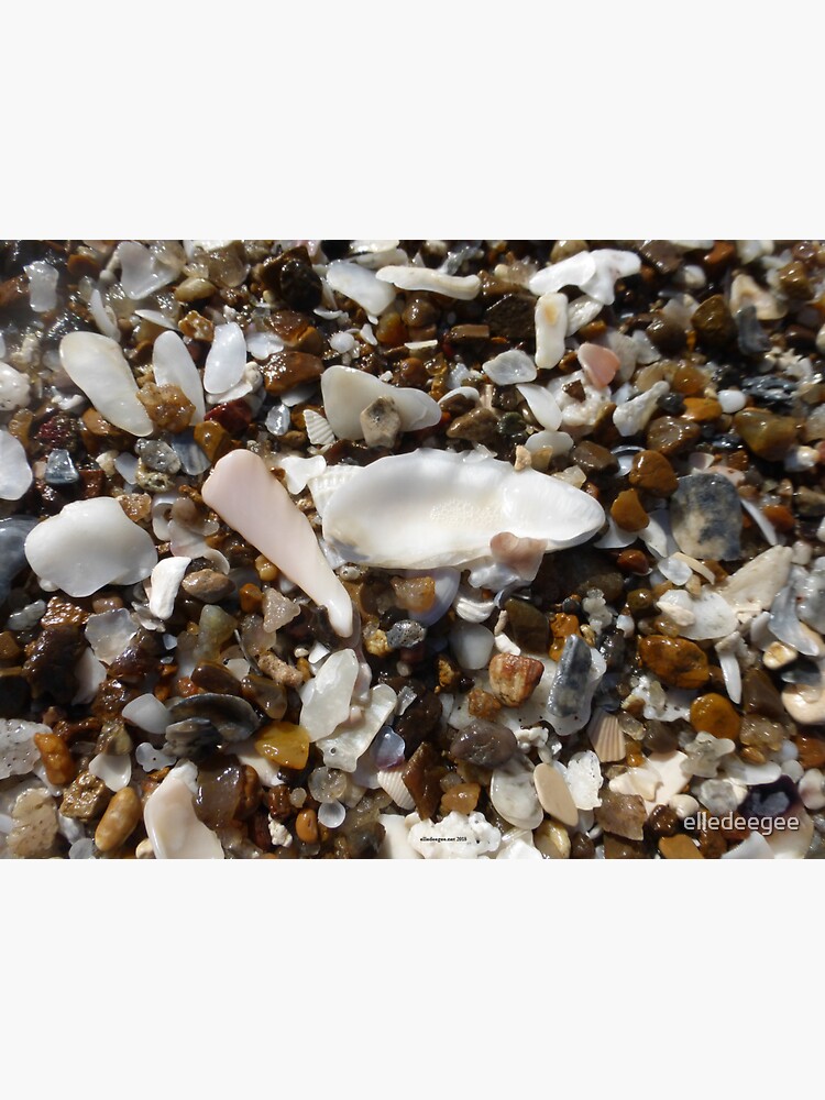Seashells 4 by elledeegee