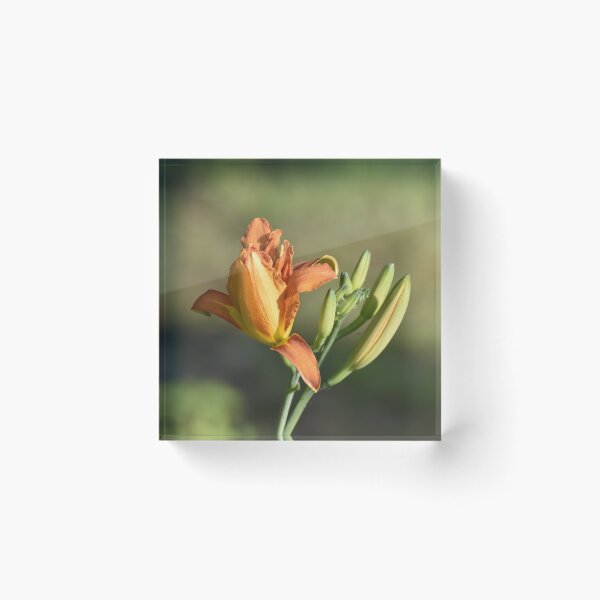 Item preview, Orange Daylily Bud and Bloom Botanical Macro Photography designed and sold by TathataPhotos.