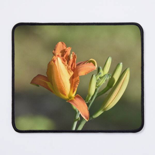 Item preview, Orange Daylily Bud and Bloom Botanical Macro Photography designed and sold by TathataPhotos.