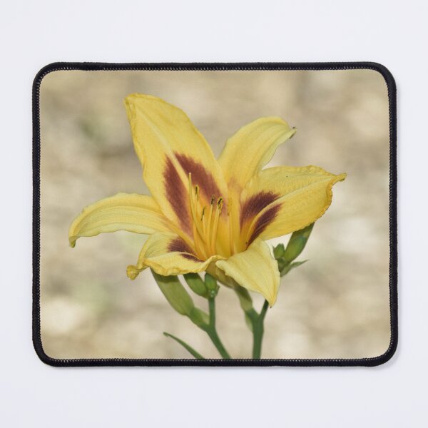 Item preview, Yellow Daylily with Maroon Throat - Soft Botanical Photography designed and sold by TathataPhotos.