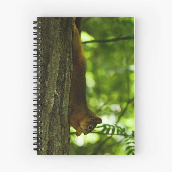 Item preview, A eurasian red squirrel  designed and sold by Naguss.