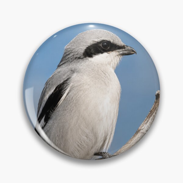Item preview, Silent Sentinel - Northern Shrike Wildlife Portrait designed and sold by Kimberly Palmer.