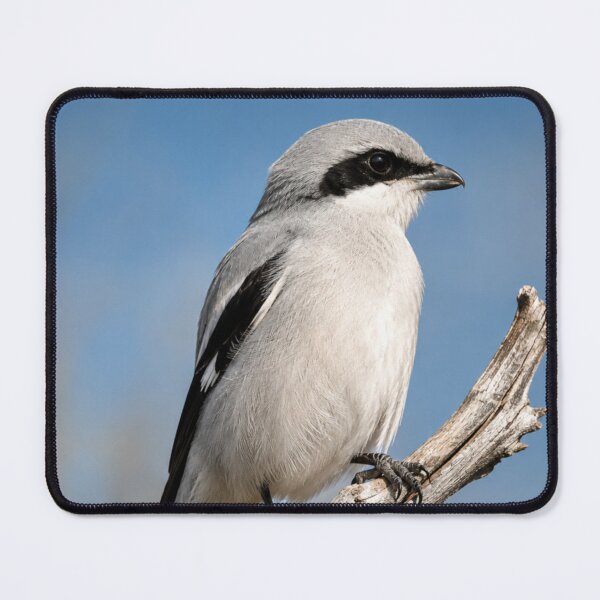 Item preview, Silent Sentinel - Northern Shrike Wildlife Portrait designed and sold by Kimberly Palmer.