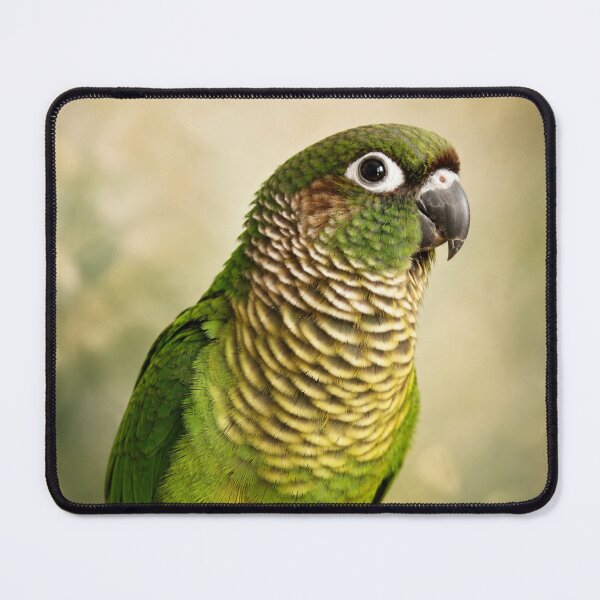 Item preview, Maroon-Bellied Conure Fine Art Portrait | Colorful Parrot Photography designed and sold by Kimberly Palmer.