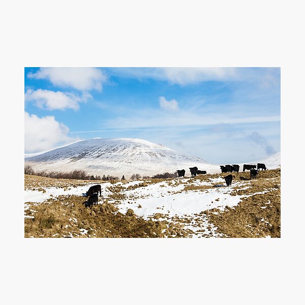 Item preview, Welsh Blacks on Snowy Mountains designed and sold by heidipics.
