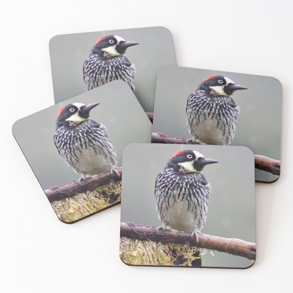 Item preview, Acorn Woodpecker designed and sold by CrownedCraneCreations.