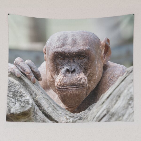 Item preview, Soulful Eyes of Jambo designed and sold by rawshutterbug.
