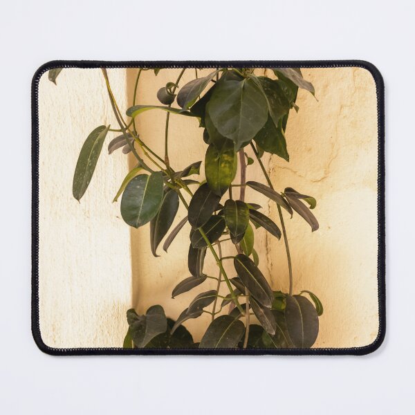 Item preview, Climbing Vine Plant Trailing Against Textured Beige Wall With Lush Green Leaves designed and sold by Nmallia.