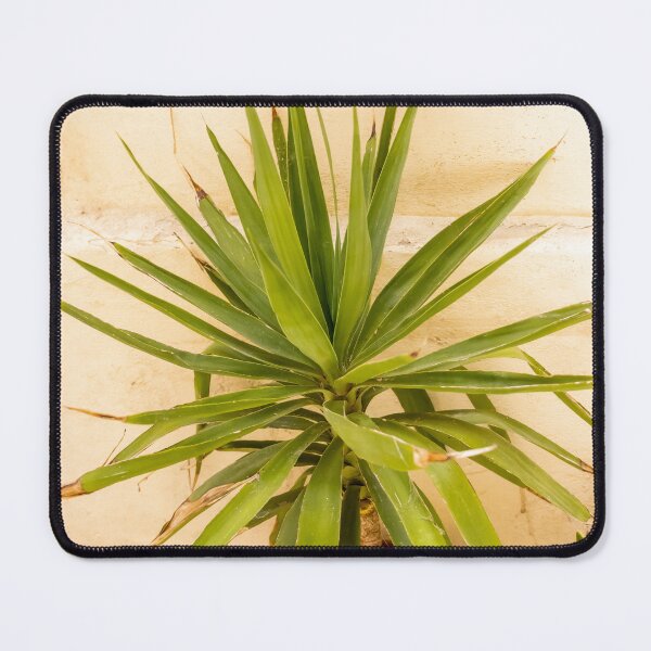 Item preview, Potted Yucca Plant With Spiky Green Leaves Against Textured Beige Wall Indoors designed and sold by Nmallia.