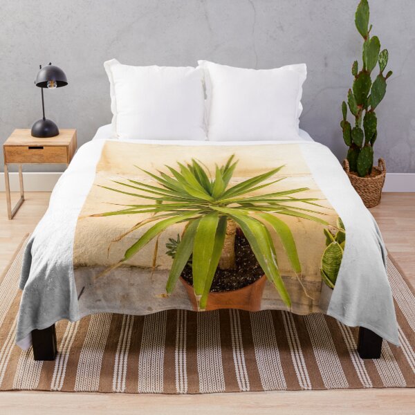 Item preview, Potted Yucca Plant With Spiky Green Leaves Against Textured Beige Wall Indoors designed and sold by Nmallia.