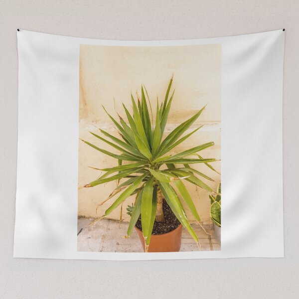 Item preview, Potted Yucca Plant With Spiky Green Leaves Against Textured Beige Wall Indoors designed and sold by Nmallia.