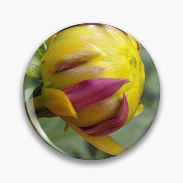 Item preview, Dahlia 'Negroni Sunset' Unopened Bud, Macro Botanical Photography designed and sold by PrettyAround.