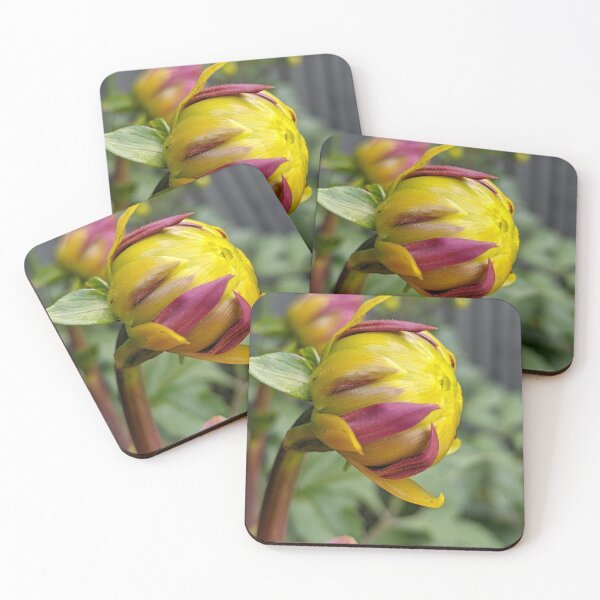 Item preview, Dahlia 'Negroni Sunset' Unopened Bud, Macro Botanical Photography designed and sold by PrettyAround.