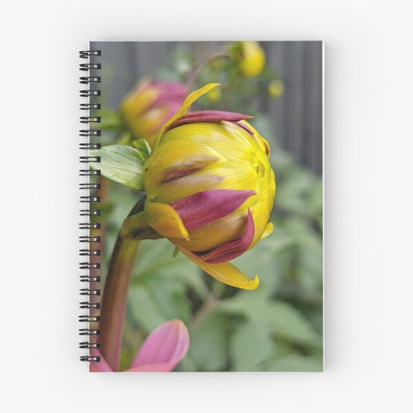 Item preview, Dahlia 'Negroni Sunset' Unopened Bud, Macro Botanical Photography designed and sold by PrettyAround.