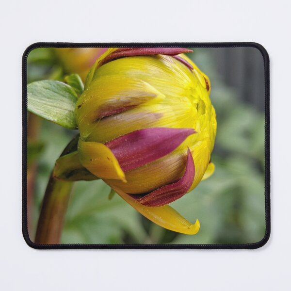 Item preview, Dahlia 'Negroni Sunset' Unopened Bud, Macro Botanical Photography designed and sold by PrettyAround.