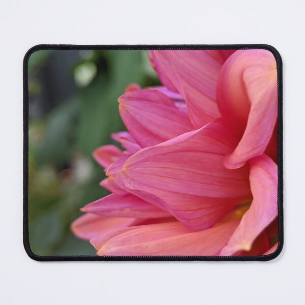 Item preview, Dahlia 'Negroni Sunset' Swirled Petals, Garden Macro Photography designed and sold by PrettyAround.